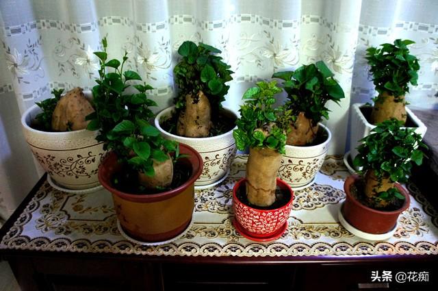 红薯种盆栽，观赏食用两不误，红薯叶一冬天都吃不完