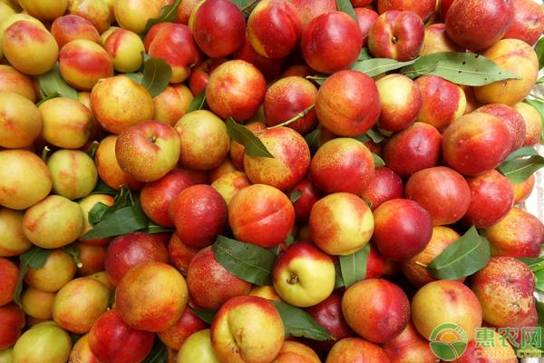 高产优质的十大油桃品种