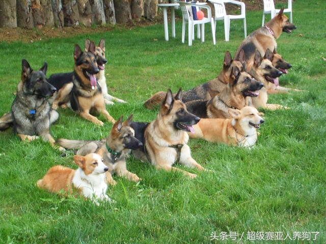 怎么训练德国牧羊犬