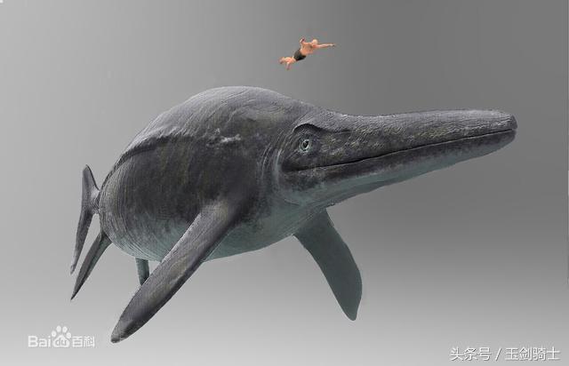 地球已知最大三大动物排行：蓝鲸仅居第三！