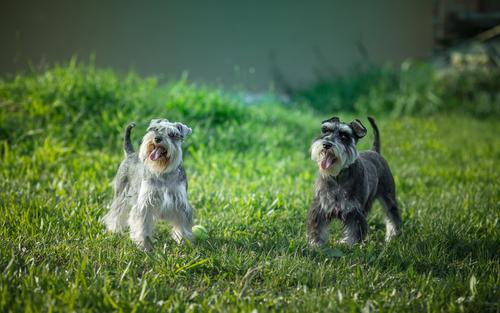 最聪明的小型犬！喜欢养小狗，就不要错过这9种狗狗