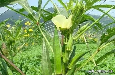 种植什么最赚钱吗（这4种比较有前景也最赚钱）