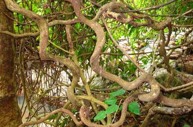 这种植物叫“过江龙”，是一种很好的药用植物，如今非常稀缺