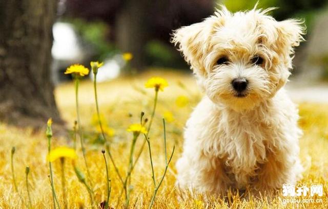 5个方法，教你给狗狗取一个可爱又呆萌的名字！