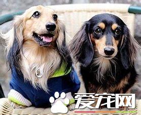 长毛腊肠犬好养么 长毛腊肠犬怎么养