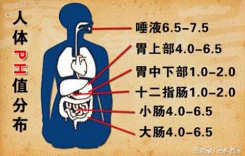 生活中有哪些食物是碱性的？