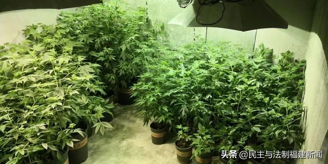 我租7套房种植物想发财，结果警察找上门