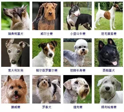 178种狗狗品种大全，按体型分类，你都知道哪些？