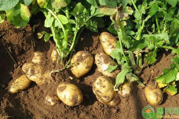马铃薯种植结薯少是什么原因？（附管理措施）