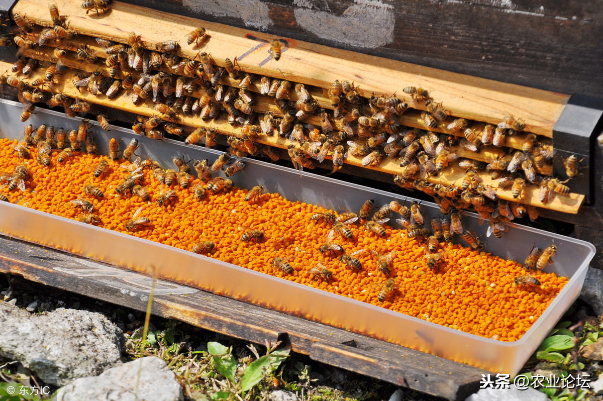 喂养蜜蜂挣钱（2019年养殖蜜蜂赚钱吗？）