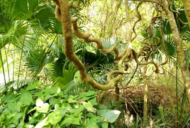 这种植物叫“过江龙”，是一种很好的药用植物，如今非常稀缺