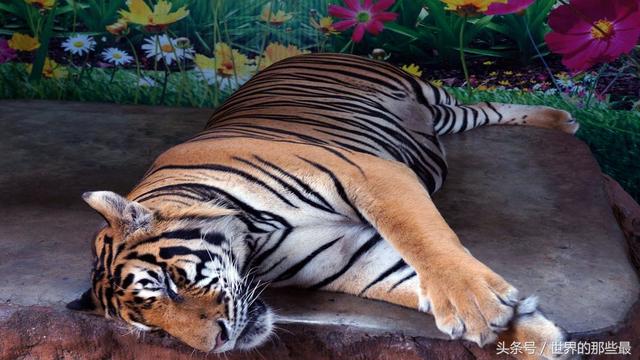 作为百兽之王的老虎，有什么动物是它也害怕的？