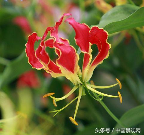 花语大全——50种花的花语！