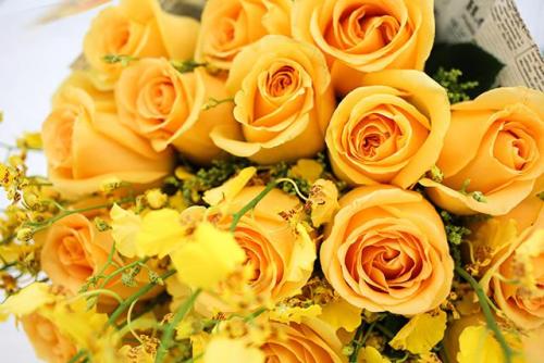 黄玫瑰花语？黄玫瑰花语象征与寓意