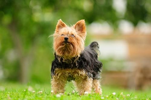 最聪明的小型犬！喜欢养小狗，就不要错过这9种狗狗