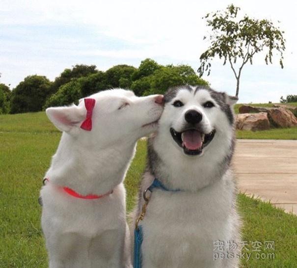 16张让人心情愉悦的照片 爱笑的狗狗才是最幸福的汪