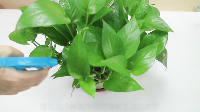 绿萝叶子枯黄了怎么办？教你几招，绿萝蹭蹭冒绿叶，一个月开爆盆