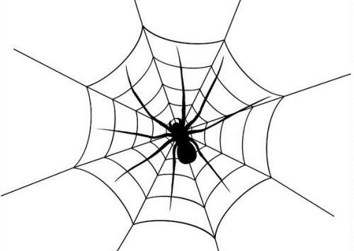 什么是网络蜘蛛，快来涨知识