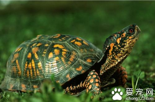 巴西龟的寿命 巴西龟最多能或30年左右