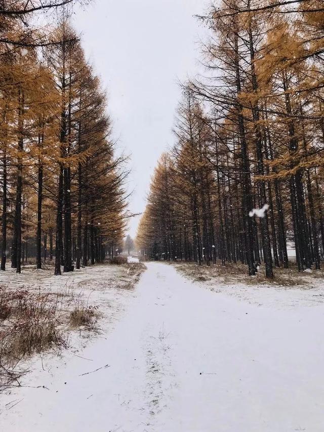 北京已经下雪了，明天继续寒冷，今天你冻傻了吗？