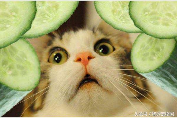 猫为什么怕黄瓜，知道原因后再也不用黄瓜吓猫了