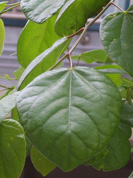 话说紫荆花：香港市花就是它吗？