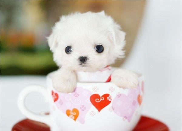 茶杯犬的品种，如何养好茶杯泰迪犬？