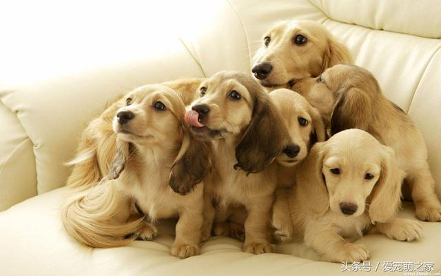 最适合在家养的十大狗狗排名 你的爱犬上榜了吗？