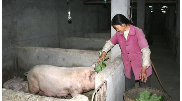 想在农村致富做什么好？养猪到底能不能赚钱？