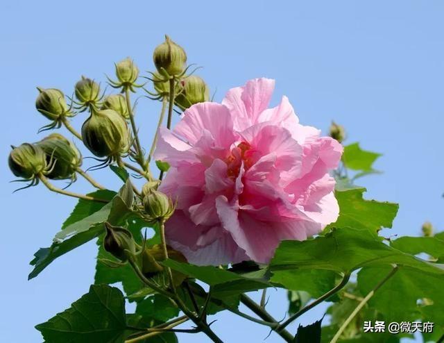 成都市又名“蓉城”“锦城”，这两个名称的来历你知道吗？