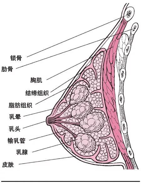 男人究竟为什么喜欢大胸？