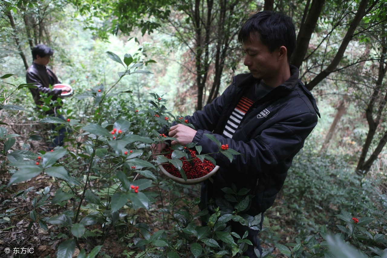 城里有群人，在农村承包了许多地，却不知道怎么才能省力更赚钱？