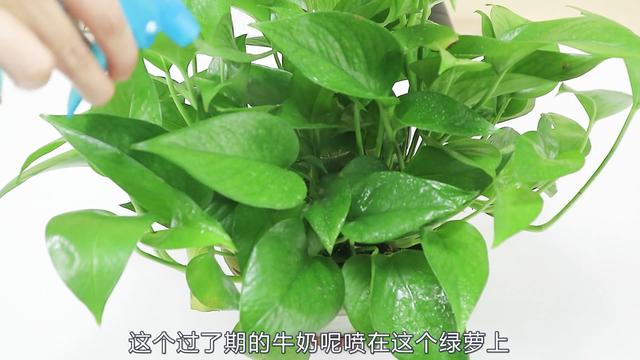 绿萝叶子枯黄了怎么办？教你几招，绿萝蹭蹭冒绿叶，一个月开爆盆