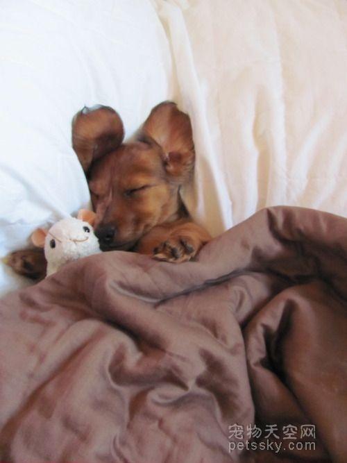 27张小狗的可爱照片 原来睡觉的时候也在卖萌