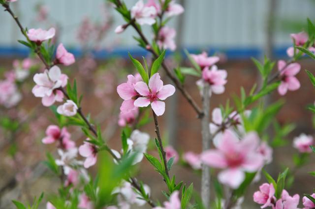 陌上花开是什么意思（你知道“陌上花开”的真正含义）