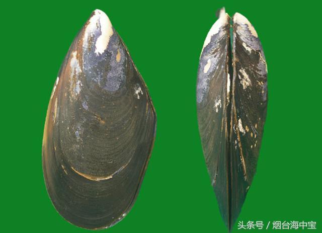 海虹和青口有什么区别？教你怎样烹饪最鲜美！