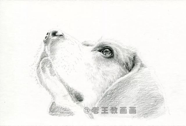 素描基础教程，狗的画法