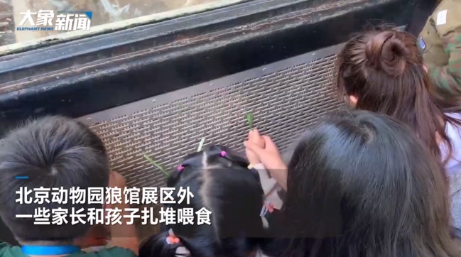北京动物园游客扎堆喂狼吃草怎么回事 现场视频图片曝光令人目瞪口呆