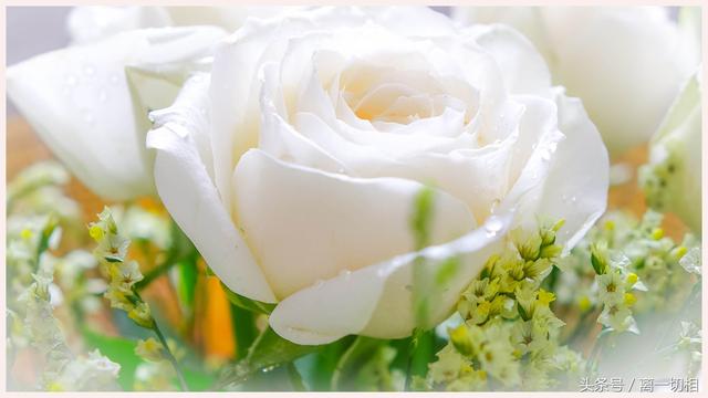白玫瑰代表什么意思？白玫瑰的花语代表纯洁