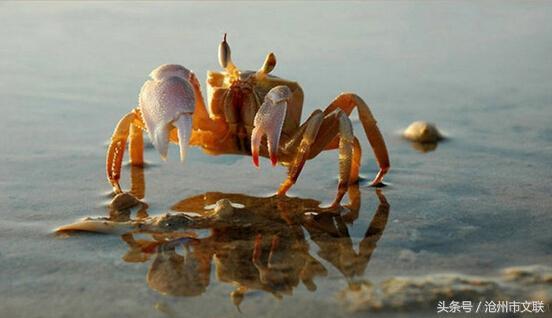 沧州民间故事——螃蟹为什么横着走