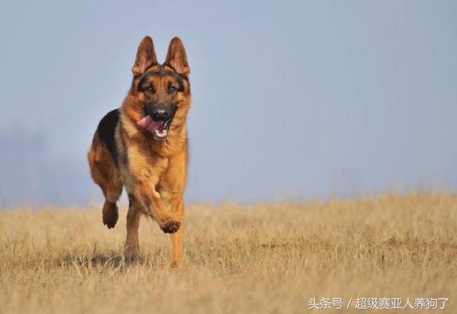 怎么训练德国牧羊犬