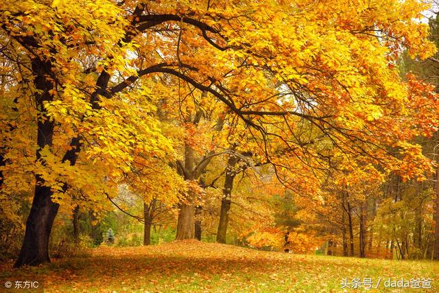 一年好景君须记，最是橙黄橘绿时，描写秋天的古诗词23首！