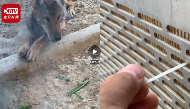 北京动物园游客扎堆喂狼吃草怎么回事 现场视频图片曝光令人目瞪口呆