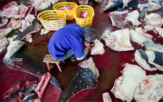 鲸鱼肉在日本如此受欢迎，为什么中国吃货几乎都不吃鲸鱼？