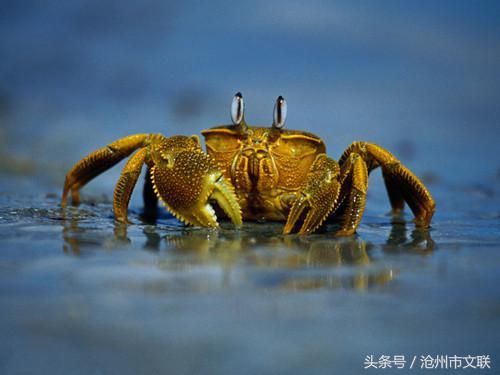 沧州民间故事——螃蟹为什么横着走
