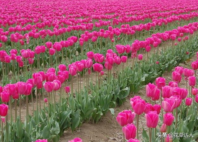 郁金香花语是什么 郁金香花语的含义