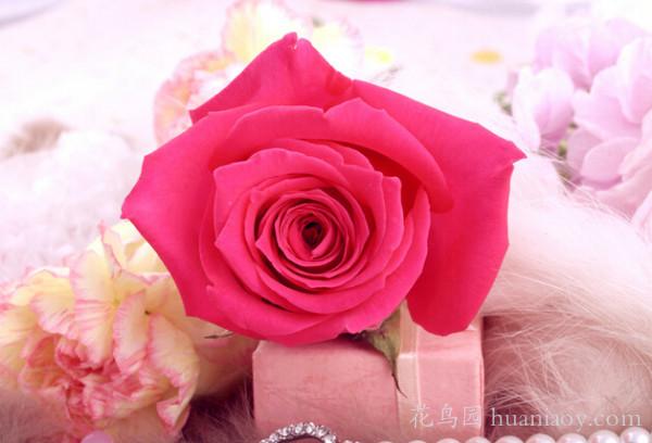 粉色玫瑰代表什么含义（粉色玫瑰是什么花语）