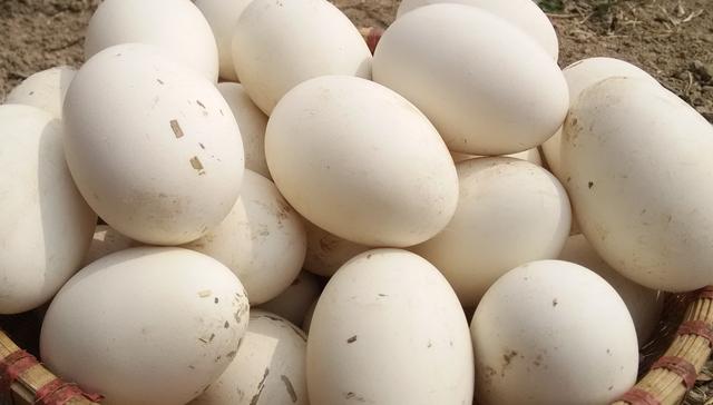 鹅蛋怎么做好吃？鹅蛋5种最好吃的做法