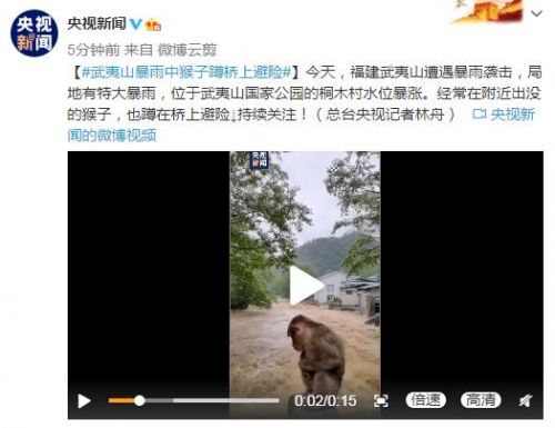 武夷山暴雨中猴子蹲桥上避险怎么回事？现场图曝光满脸无助令人心疼