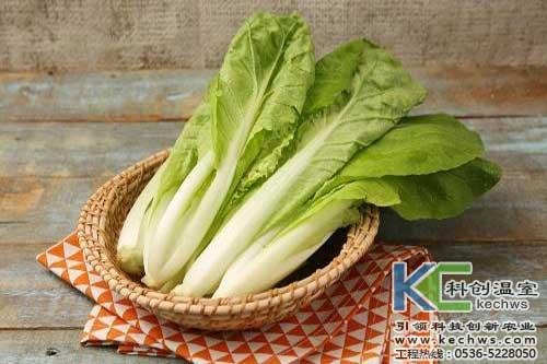 无土栽培蔬菜，在自己家阳台就能吃到健康的蔬